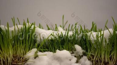 冬天的雪融化，呈现出清新的青草，春天的到来，生态的流逝